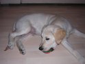 Iarna 2009 029